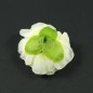 Fleur artificielle sans tige 6cm - Beige / Vert