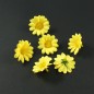 Lot de 10 fleurs marguerites jaunes sans tige - jaune