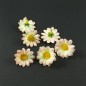 Lot de 10 fleurs marguerites rose clair sans tige - rose clair