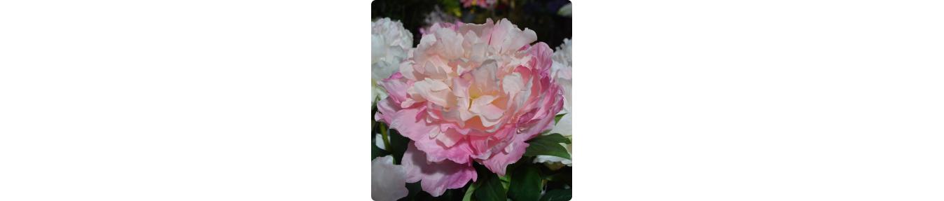 Fleurs