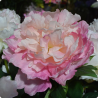Fleurs